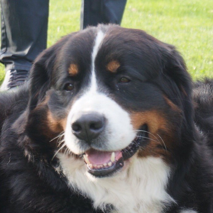 Nala de Lavallée des Oursons